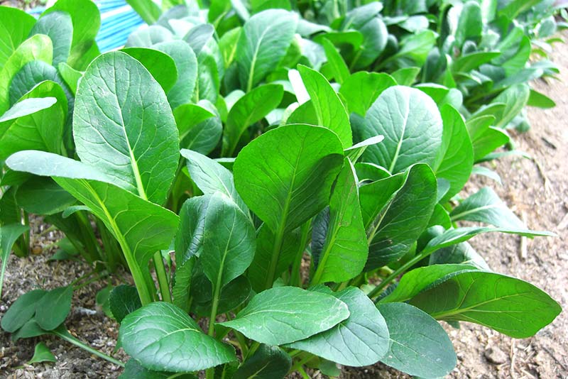 小松菜ってどんな野菜？