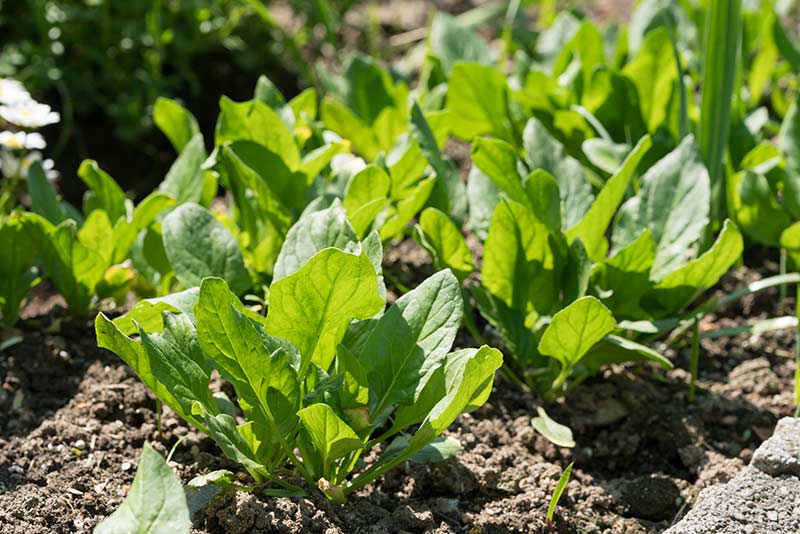 冬採りほうれん草の栄養素