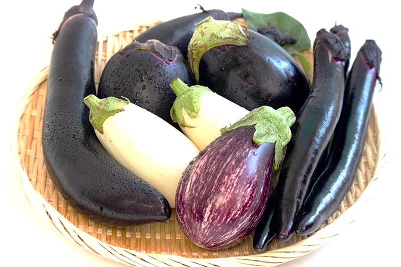 ナスの種類・品種と栄養の違い