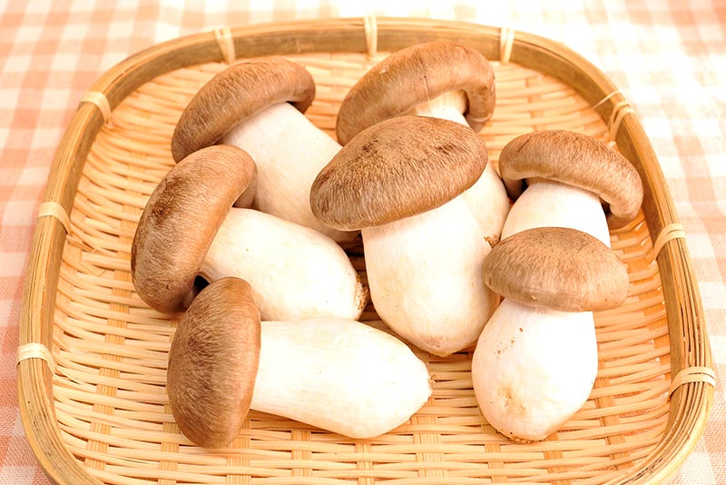 10. 本しめじ（大黒本しめじ）