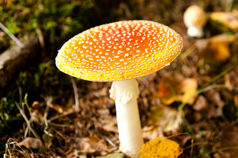 【注意】毒きのこの見分け方と食中毒対策