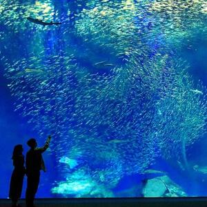 アクアワールド茨城県大洗水族館　貸切1時間プラン(オーシャンホールにイルカが遊びに来る)【配送不可地域：離島・沖縄県】【1424654】