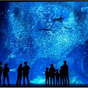 アクアワールド茨城県大洗水族館　貸切3時間プラン(イルカ・アシカオーシャンライブ付)【配送不可地域：離島・沖縄県】【1424655】