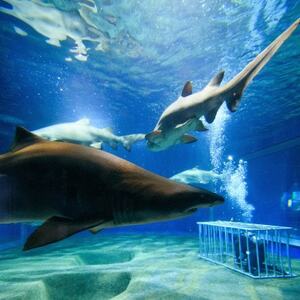 アクアワールド茨城県大洗水族館　年間パスポート(大人1名分)【配送不可地域：離島・沖縄県】【1506576】