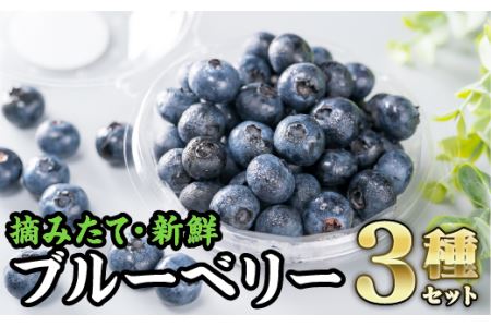  ３種の手摘みブルーベリー食べ比べ （100g × ３パック)＜お試し商品＞　MN-6