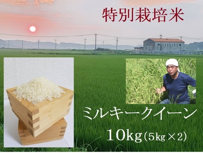 【６月発送】特別栽培米 ミルキークイーン 10㎏ | 安心 精米 もちもちした食感 こだわりの農法　TC‐0406