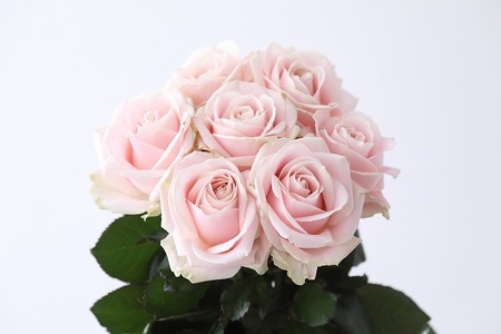 【定期便：12カ月】國枝バラ園から直送！Flower Bouquet（20本の花束）淡いピンク