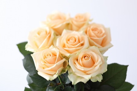 【定期便：12カ月】國枝バラ園から直送！Flower Bouquet（20本の花束）アプリコット