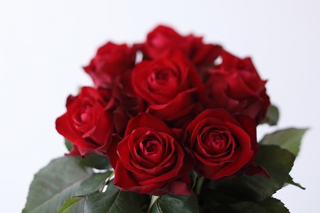【定期便：12カ月】國枝バラ園から直送！Flower Bouquet（25本の花束）赤系