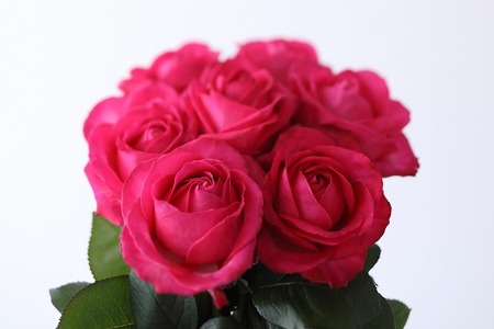 【定期便：12カ月】國枝バラ園から直送！Flower Bouquet（25本の花束）濃いピンク系