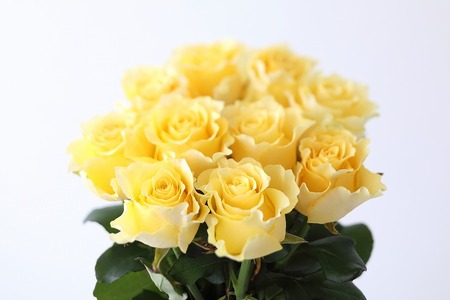 【定期便：12カ月】國枝バラ園から直送！Flower Bouquet（25本の花束）黄系