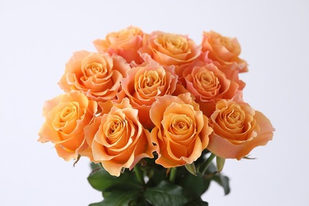 【定期便：12カ月】國枝バラ園から直送！Flower Bouquet（25本の花束）オレンジ系
