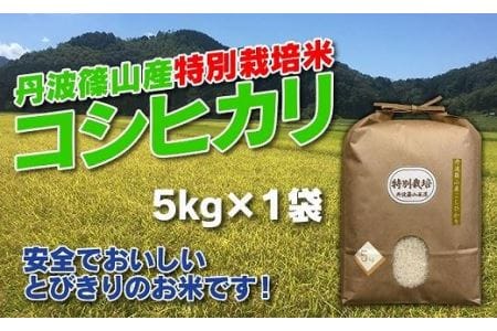 お米のおいしさ伝えたい！特別栽培米コシヒカリ5kg×1 AD14