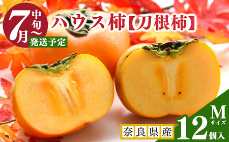 ハウス柿（ Ｍサイズ 12個入 ）| フルーツ 果物 くだもの 柿 刀根柿 ハウス 奈良県 五條市 JA