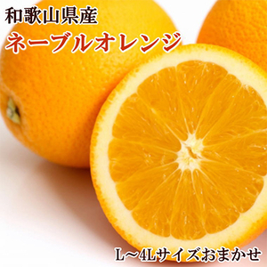 【濃厚】和歌山県産ネーブルオレンジ(サイズおまかせ)(日高町)【1302327】