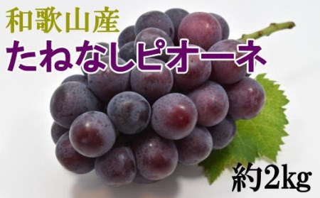 【新鮮・産直】和歌山かつらぎ町産たねなしピオーネ約2kg※2024年8月中旬～9月下旬頃順次発送【tec500】