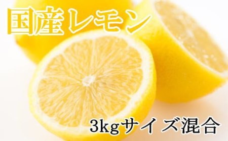 【産直】和歌山産レモン約3kg（サイズ混合）※2024年3月中旬～5月下旬頃に順次発送 / 檸檬 レモン れもん 柑橘 フルーツ 果物 果実 果汁【tec504A】