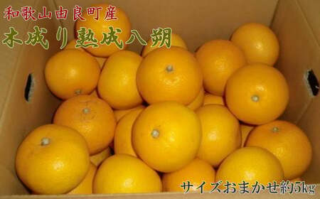 【産直】和歌山由良町産の木成り熟成八朔約5kg(サイズおまかせ) ※2025年3月中旬～2025年4月下旬頃に順次発送予定（日付指定不可）【tec960】