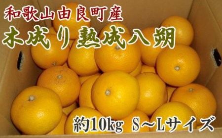 【産直】和歌山由良町産の木成り熟成八朔約10kg（S～Lサイズをお届け）【tec875A】