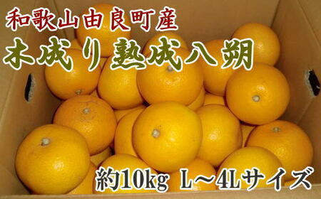 【産直】和歌山由良町産の木成り熟成八朔約10kg（L～4Lサイズをお届け）【tec876A】