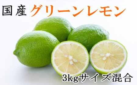 【産直】和歌山産グリーンレモン約3kg（サイズ混合）※2024年10月中旬～11月中旬頃に順次発送【tec506】