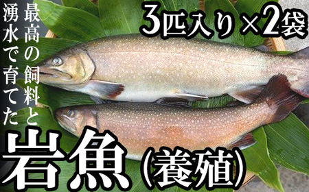 岩魚（養殖）