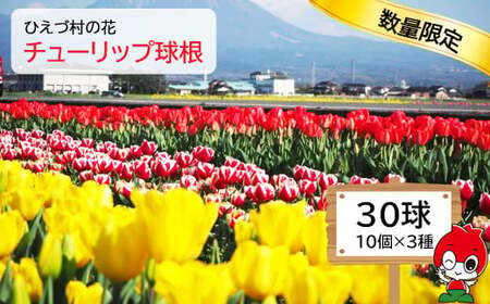 HI99：日吉津村の花　チューリップ球根30球セット（10個×3種）