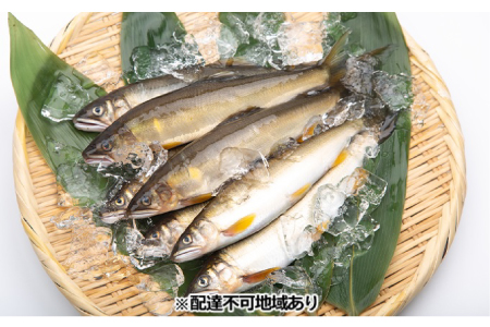 【一級河川・江の川の恵み】島根県産 天然鮎 約800g