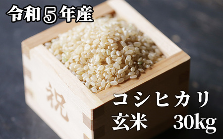 玄米 30kg 令和5年産 コシヒカリ 岡山 「おおがや米」生産組合 G-ad-ACZA