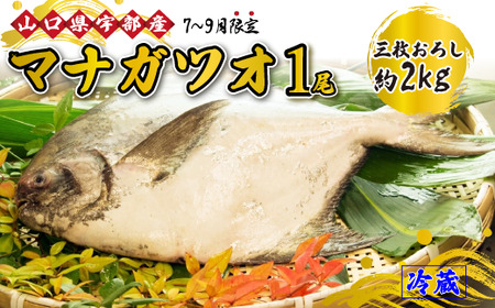  [先行予約]※7月～9月出荷※《三枚おろし》マナガツオ 1尾 (約2kg) 【カツオ 刺身 塩焼き 魚 新鮮 おかず 高級魚 産地直送 山口県 宇部市】AJ16-FN