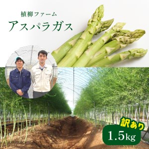 アスパラガス 1.5kg ( 訳アリ品 ) |  アスパラ アスパラガス 野菜 お得 不揃い 山口 美祢 特産品 名産品