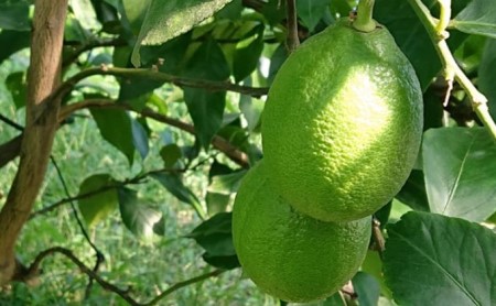 グリーンレモン（露地栽培）約2.5kg
