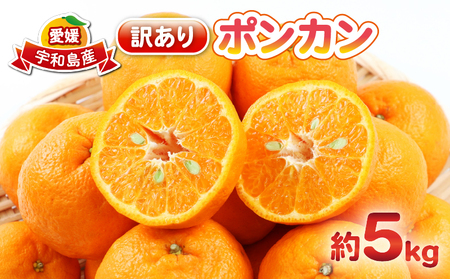 ポンカン 5kg 訳あり ポンカン 杉本屋 先行予約 ぽんかん 訳あり品 mikan みかん ジューシー デザート 甘い 果物 くだもの フルーツ 柑橘 みかん 蜜柑 ビタミン お取り寄せ 愛媛みかん 愛媛蜜柑 愛媛県産 産地直送 数量限定 国産 愛媛 宇和島 B010-143005