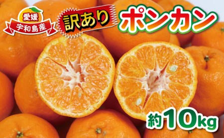 ポンカン 訳あり ぽんかん 10kg 大田農園 みかん 先行予約 果物 フルーツ 柑橘 みかん ミカン mikan 愛媛みかん 愛媛ミカン 愛媛密柑 密柑 ジューシー 爽やか 果物 くだもの デザート ビタミン 数量限定 産地直送 農家直送 国産 愛媛 宇和島 B012-121001