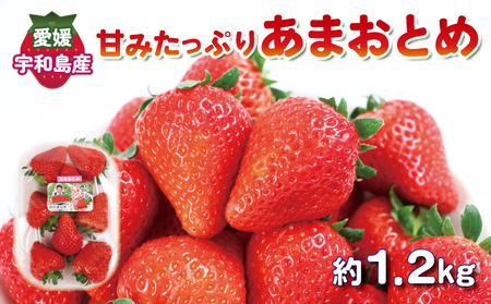 いちご 甘み たっぷり あまおとめ 1.2kg ( 300g × 4パック ) 西田農園 甘い あまい 苺 イチゴ ストロベリー 旬 果物 フルーツ 朝食 ヨーグルト スムージー デザート スイーツ ジャム おやつ  数量限定 国産 愛媛 宇和島 F015-124001