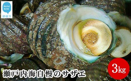 絶品！！瀬戸内海自慢のサザエ3kg 　サザエ サザエ サザエ サザエ サザエ サザエ サザエ サザエ サザエ サザエ サザエ サザエ サザエ サザエ サザエ サザエ サザエ サザエ サザエ サザエ サザエ 