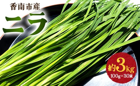 生産量日本一香南市のニラ 3kg - ニラ 香南市産 にら 朝採れ 産地直送 香味野菜 ニラ on-0012