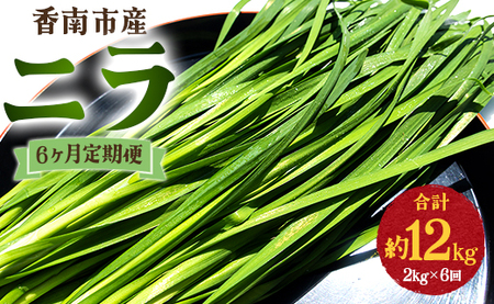 生産量日本一香南市のニラ 2kg 6ヶ月定期便 合計12kg - ニラ 香南市産 にら 朝採れ 産地直送 香味野菜 ニラ Won-0018