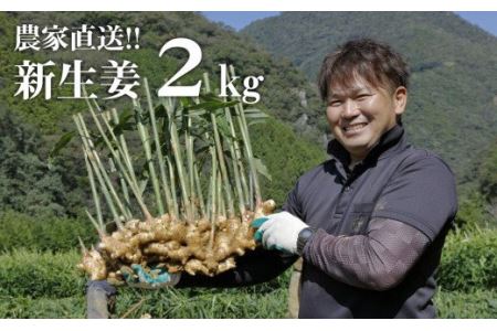 【先行予約・2024年11月】農家直送！秋の新生姜 2kg 高知県産 しょうが  新鮮 ショウガ 期間限定 生姜 高知