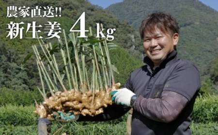 【先行予約・2024年11月】農家直送！秋の新生姜 4kg 高知県産 しょうが  新鮮 ショウガ 期間限定