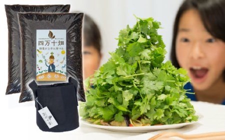 初心者も安心のお野菜栽培キット(ﾊﾟｸﾁｰの種付き)四万十の豊かな土壌を再現！！／Fis-A01