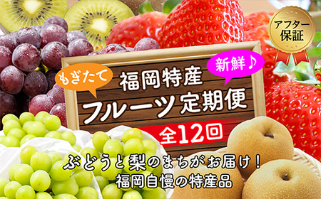 【年12回】ぶどうと梨のまち“川崎町”がお届けする人気の定期便！SFT12（新）
