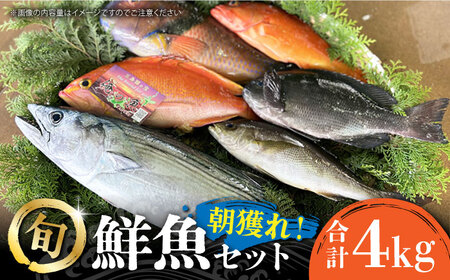 五島列島直送！朝獲れ鮮魚セット4kg　鯛福丸水産/五島市[PDP011]
