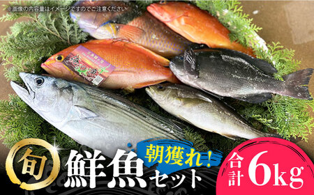 五島列島直送！朝獲れ鮮魚セット6kg　鯛福丸水産/五島市[PDP012]