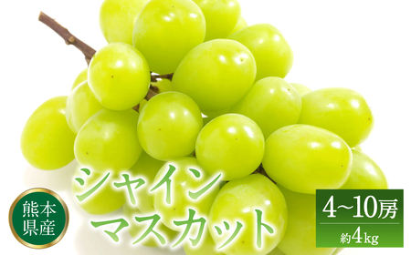 【先行予約】 シャインマスカット 熊本県八代市産 4〜10房 約4kg 種無しぶどう ブドウ 葡萄 果物 くだもの たねなし 【2024年7月上旬より順次発送】