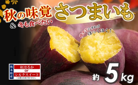 さつまいも 5kg 熊本県産 シルクスイート or 紅はるか  | 熊本県 熊本 くまもと 和水町 なごみ サツマイモ 甘藷 芋 唐芋 からいも