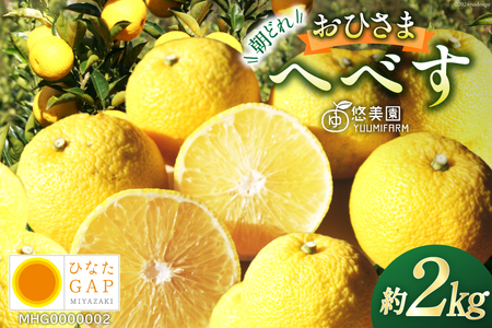 【期間限定発送】 へべす 完熟 おひさまへべす 悠美園 ふぞろい 朝どれ ひなたGAP認定 2kg [へべすの悠美園 宮崎県 日向市 452060723] 果物 フルーツ 柑橘 調味料 産地直送 国産 果汁 ヘベス 宮崎