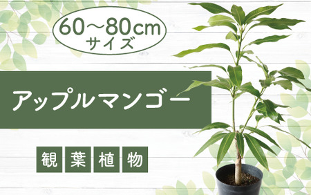 【観葉植物】アップルマンゴー苗木60cm～80cm(アーウィン種)3～4年生苗(前園植物園/025-1362) 南国鹿児島県で育った 観葉植物！植物 鉢付 インテリア 室内 オフィス おしゃれ プレゼント ギフト 開店祝い 移転祝い マイナスイオン【配送不可地域：北海道・沖縄県・離島】