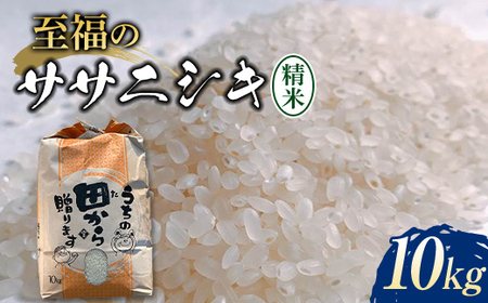 【先行予約】 令和6年産 至福のササニシキ（精米） 10kg 米 お米 おこめ 山形県 新庄市 F3S-2159