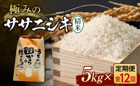 定期便 【先行予約】令和6年産 極みのササニシキ（精米）5kg×12回 米 お米 おこめ 山形県 新庄市 F3S-2163